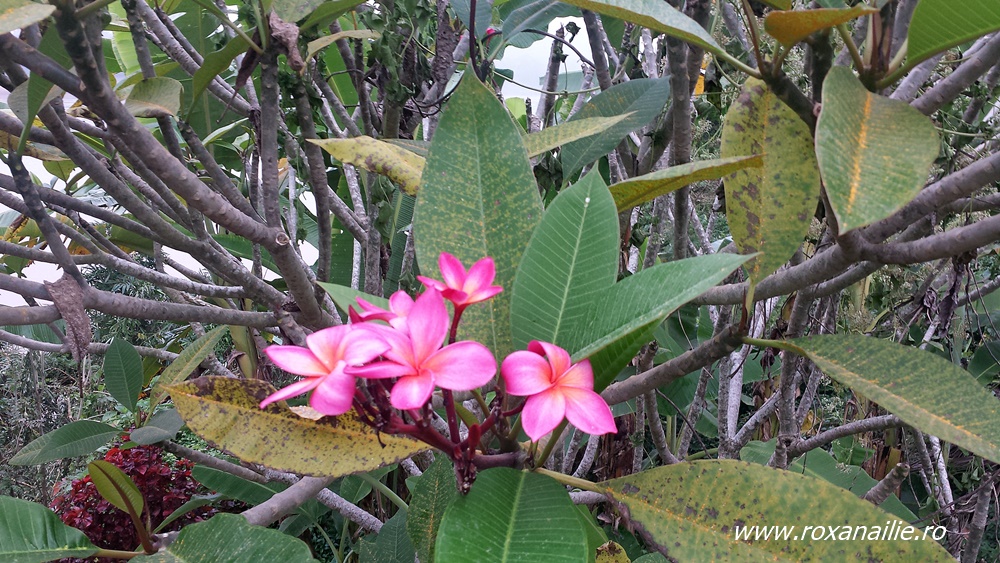 Frangipani, floarea vedetă a întregii Indochine