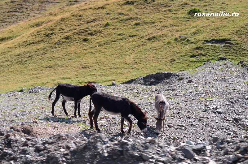 Transalpinaaaaa_galerie_19.jpg