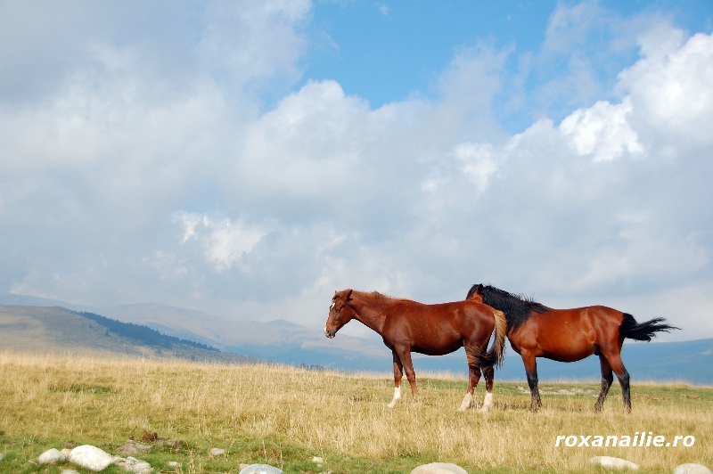 Transalpinaaaaa_galerie_20.jpg