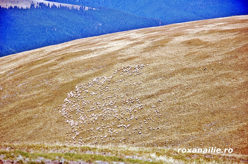 Transalpinaaaaa_galerie_23.jpg